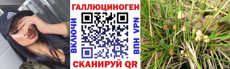 Псилоцибиновые грибы Psilocybine cubensis  Малгобек 